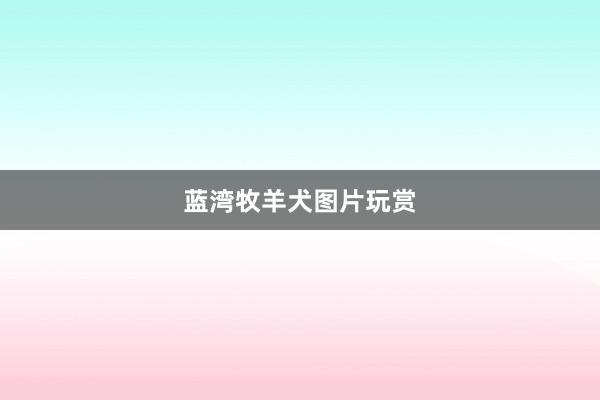 蓝湾牧羊犬图片玩赏